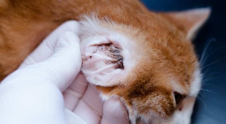 Feline Ear Issues, Veterinarian in Montfort, WI