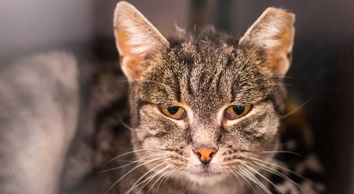 Feline Immunodeficiency Virus Fiv Veterinarian In Sycamore Oh