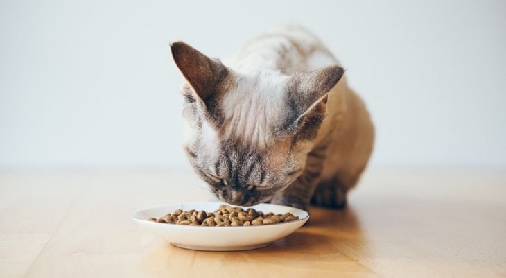 Dry cat food causing diarrhea best sale