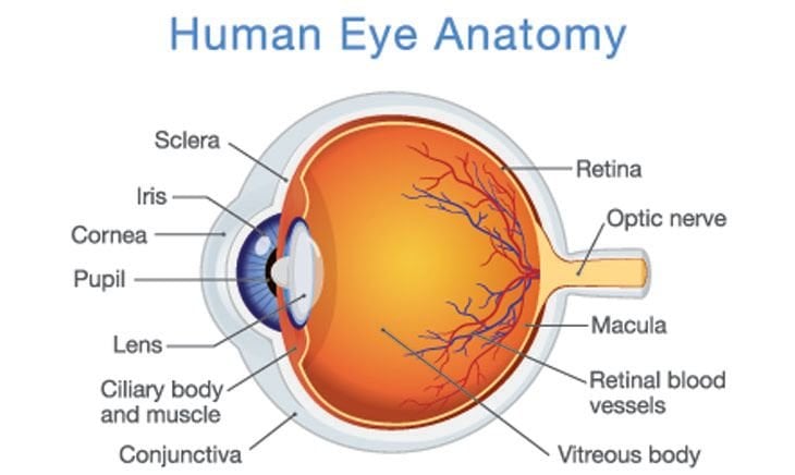 eye diagram rods and cones