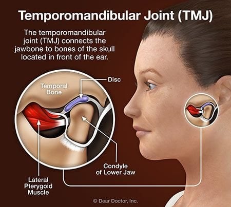 Jaw and Temporomandibular Joint: Anatomy