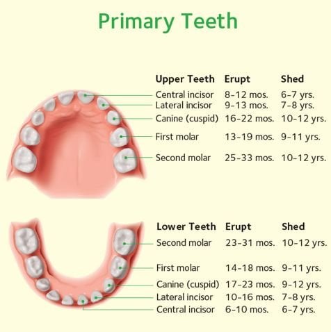 cavities in children baby teeth