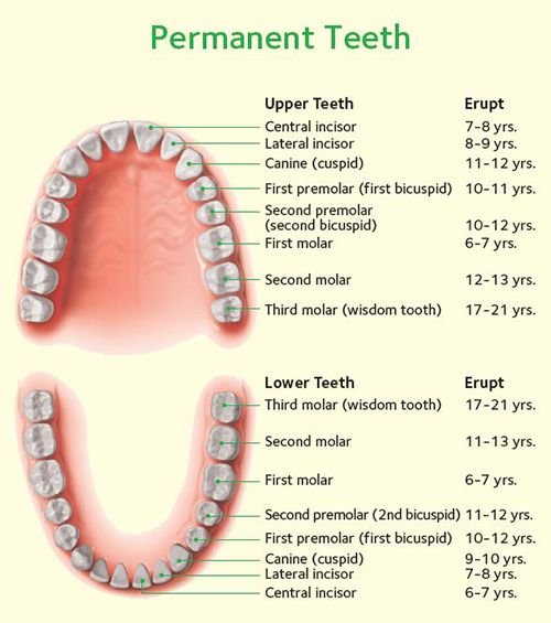 important-information-about-baby-teeth-north-seattle-orthodontics