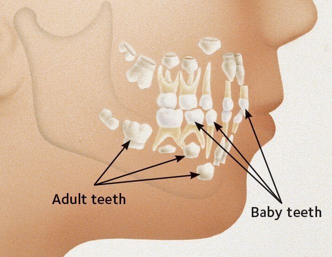 Shelby Township, MI Dentist