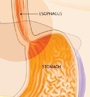 esophagus and stomach