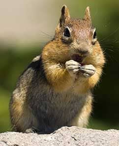 The front teeth on a squirrel can grow up to six inches in a year