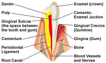 anatomy of teeth dental