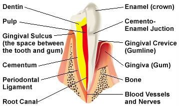 Tooth anatomy