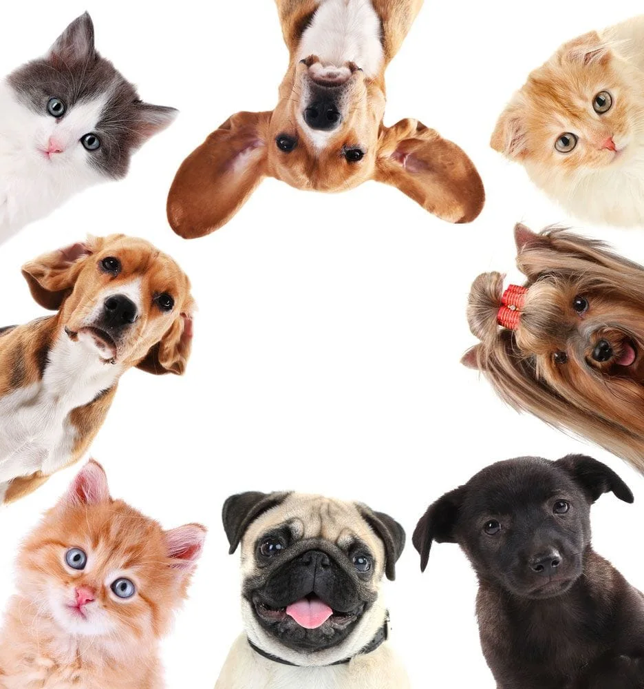 image of dogs and cats