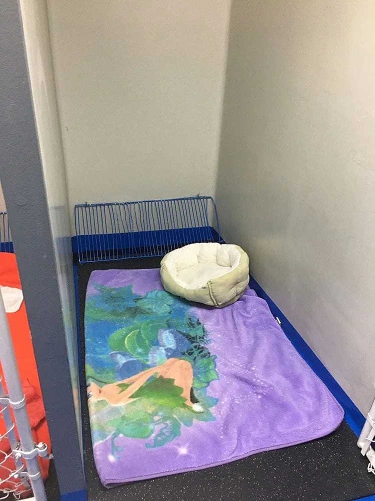 image of a dog's sleeping area