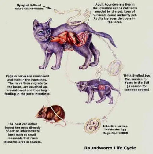 Roundworm_life_cycle_cats.jpg