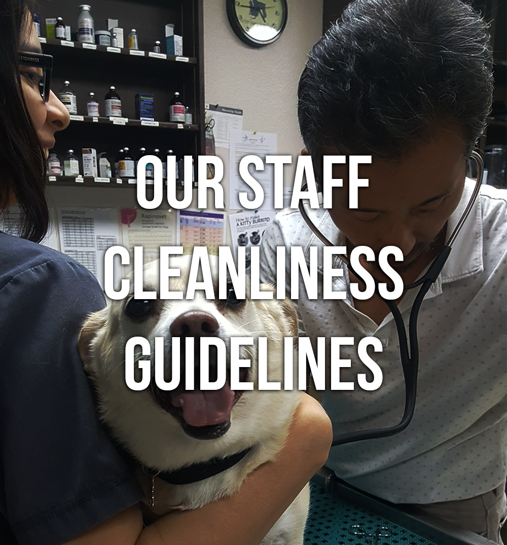 Staff Guidelines