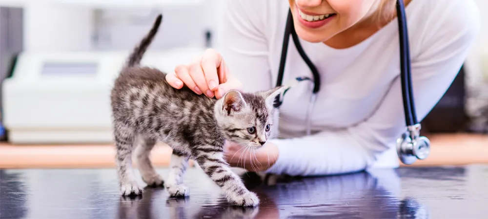 Pet Clinic near Riverside, CA