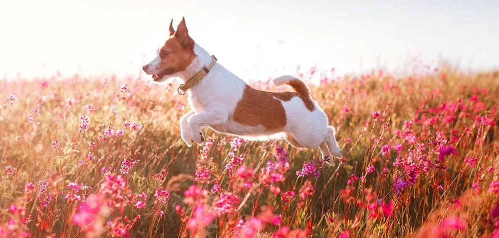 a dog running in Laguna Hills, CA 