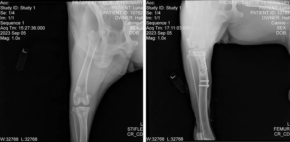 Crutiate Ligament repair (TTA)