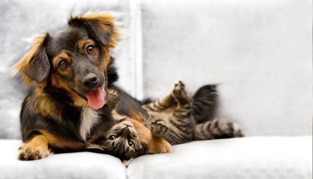 Dog and cat playing on a couch after a vet visit.
