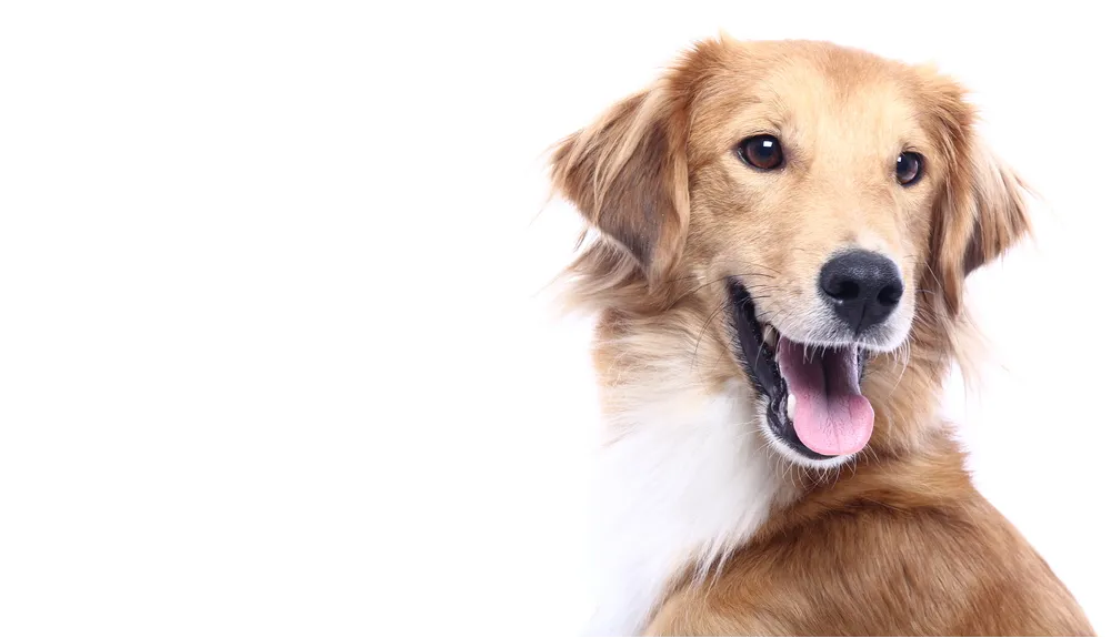 Trail Animal Hospital gallery