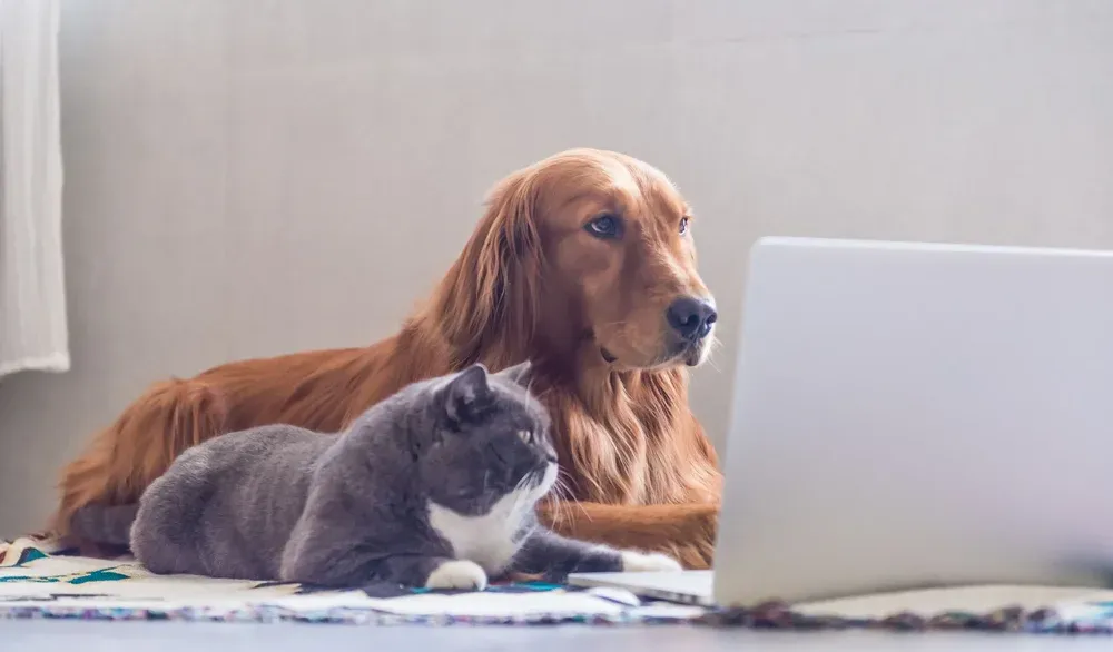 pets using computer