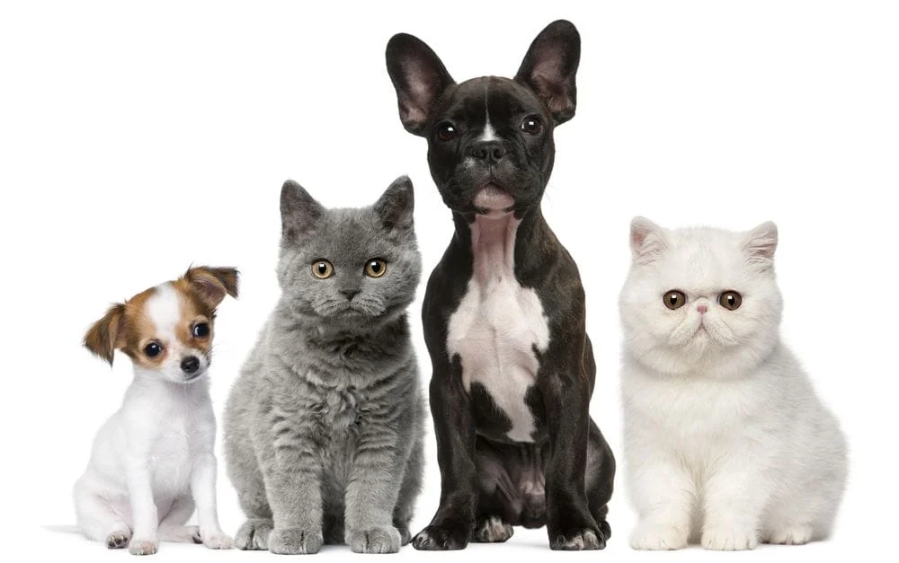 Oakland Park Animal Hospital Providing Care for Your New Puppy or Kitten