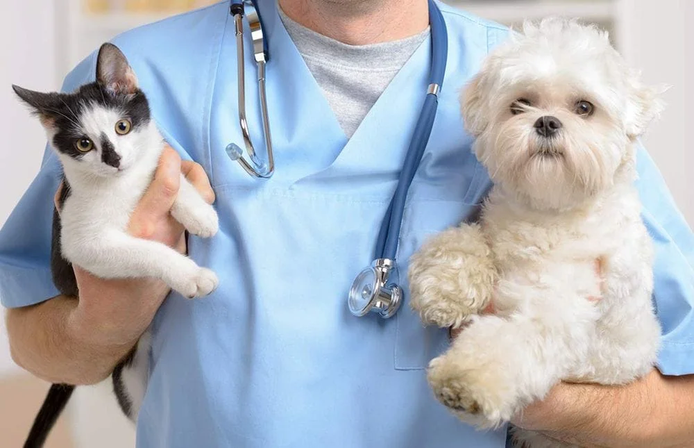 Veterinarian holding a dog in her left hand and a cat in her right hand