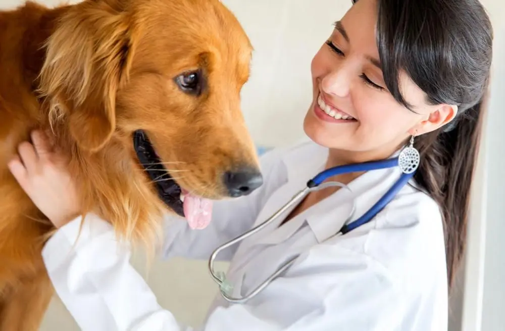 Puppy getting treatment at his veterinarian.