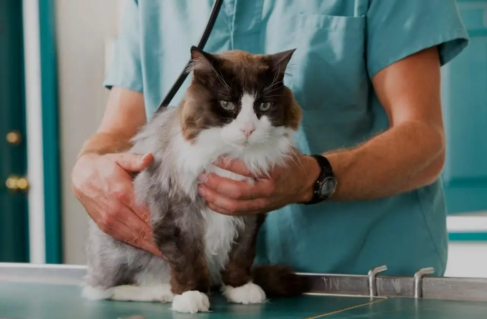 cat waiting with clinton hill veterinarian in Brooklyn