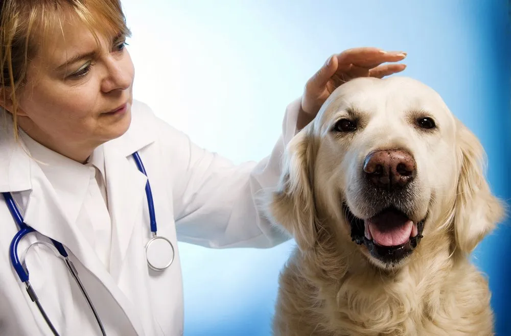 Veterinarian taking care of a sick dog.