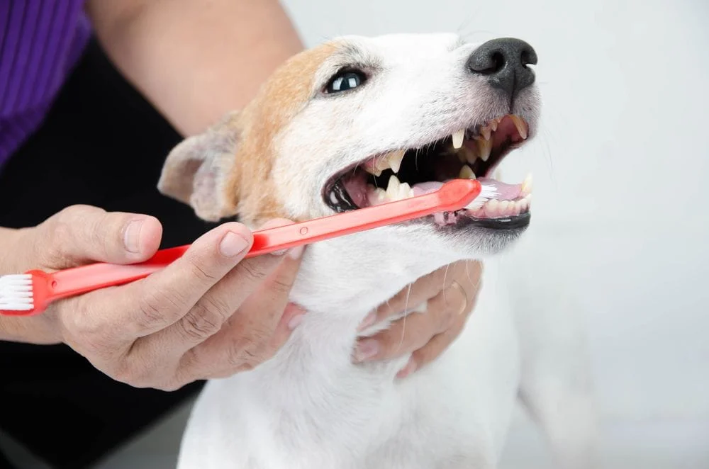 Dog getting its teeth brushed at the veterinarian in Johnston, IA.