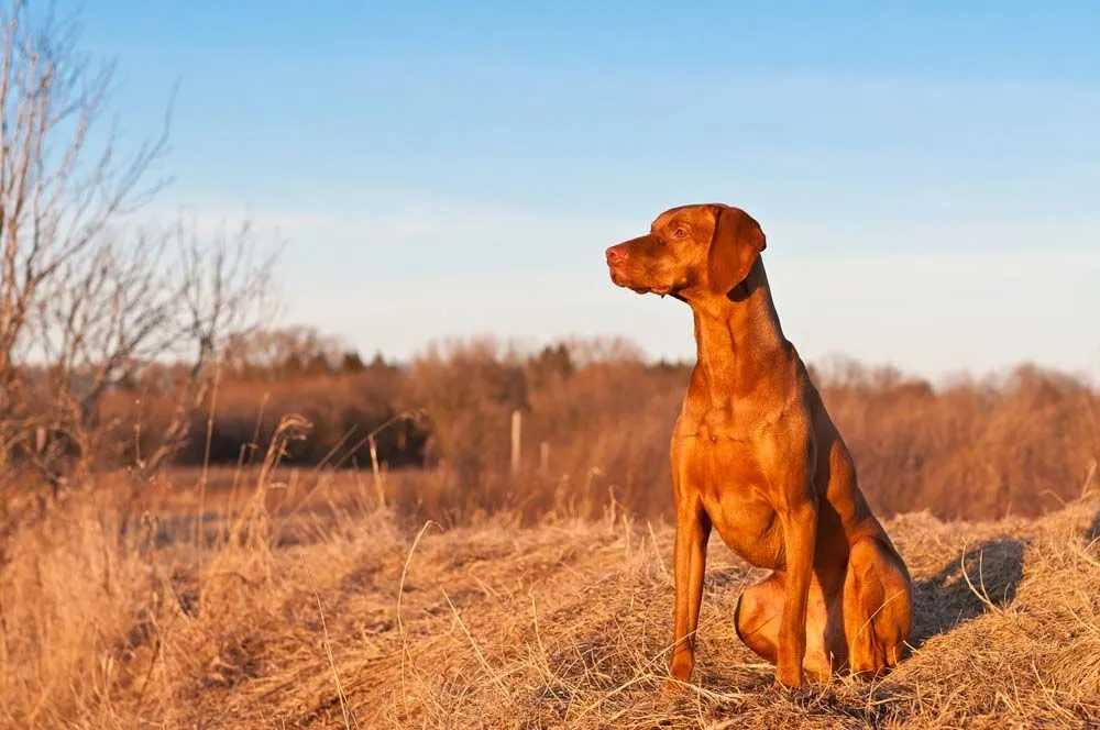 dog sitting in field