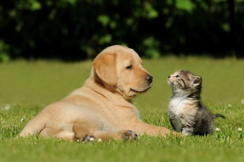 A puppy and cat having a great time in the grass