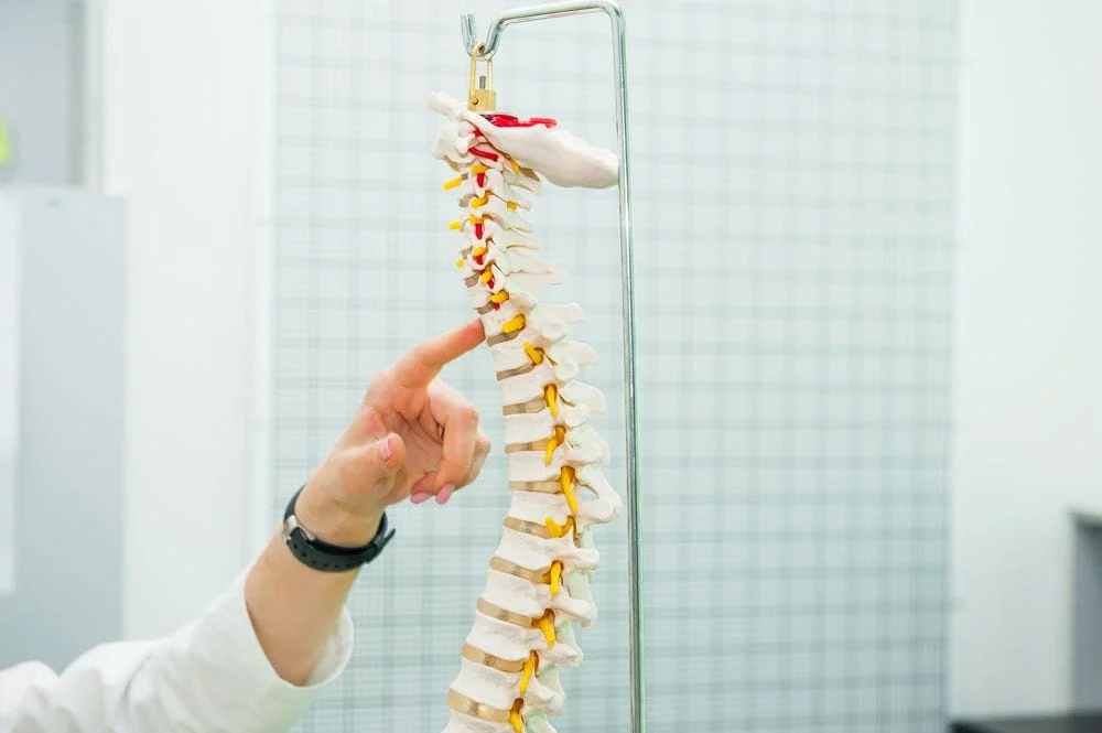 Doctor pointing at a spine.