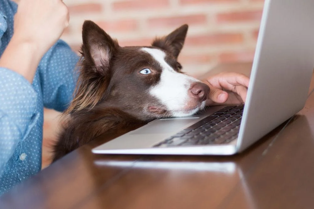 dog and owner looking at laptop new patient center