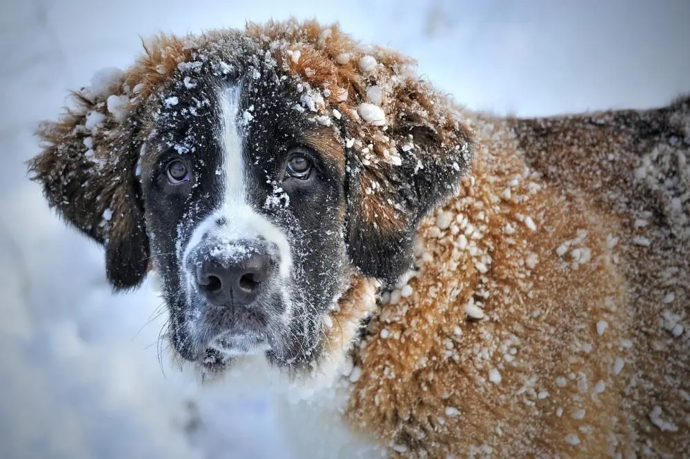 dog in snow