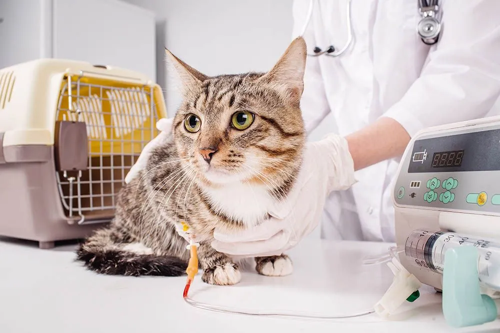 Hospital cat store