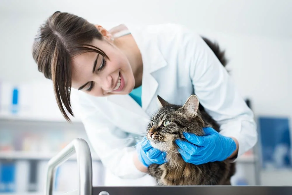 Examining your pets at our Issaquah, WA cat clinic