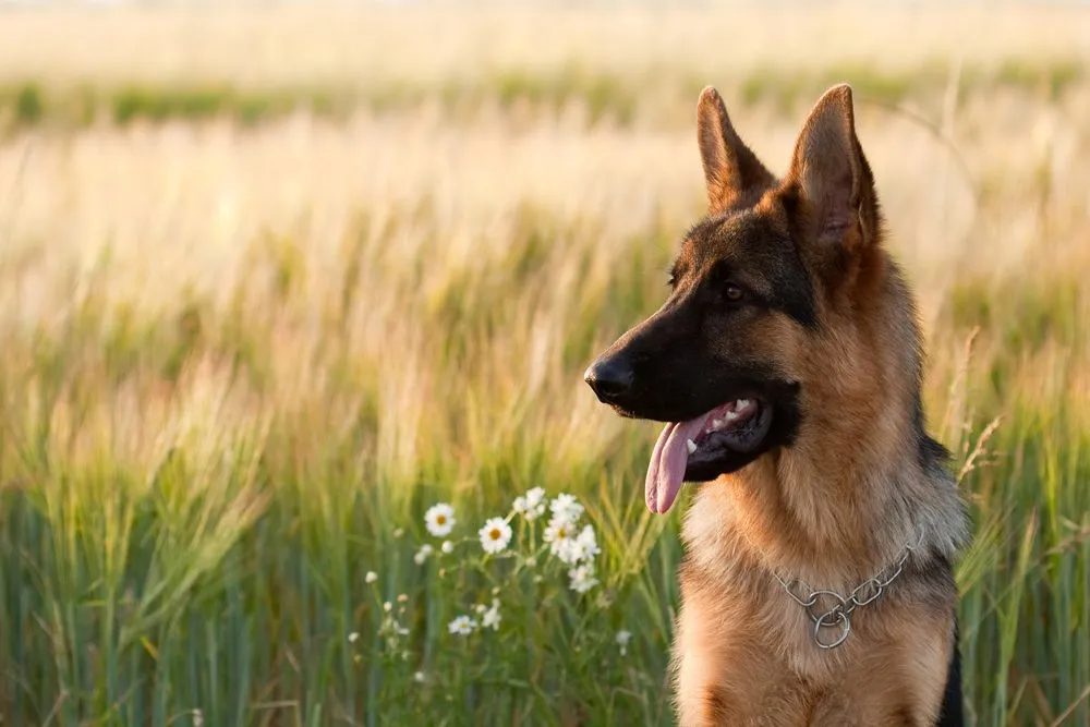 German Sheppard sitting in a field.