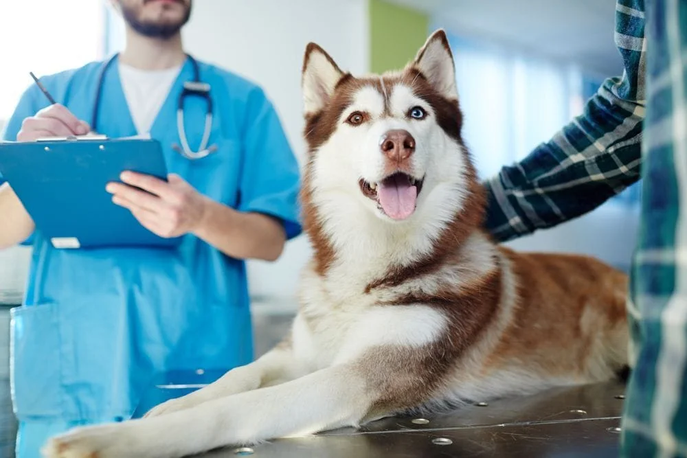 smiling husky on table during a pet wellness exam