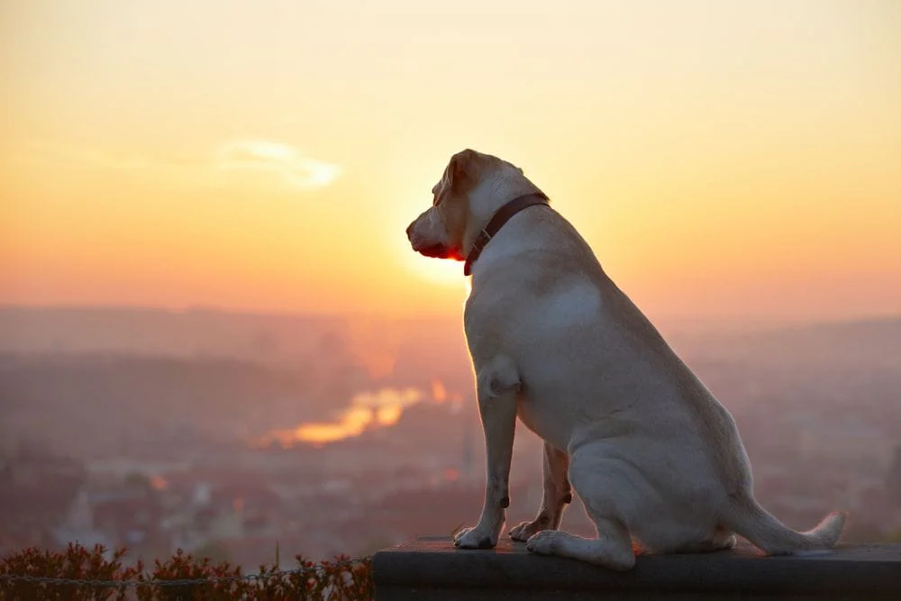 lost dog looking over the horizon at the sunset