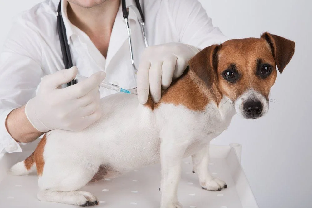 dog receiving a pet vaccination from his veterinarian