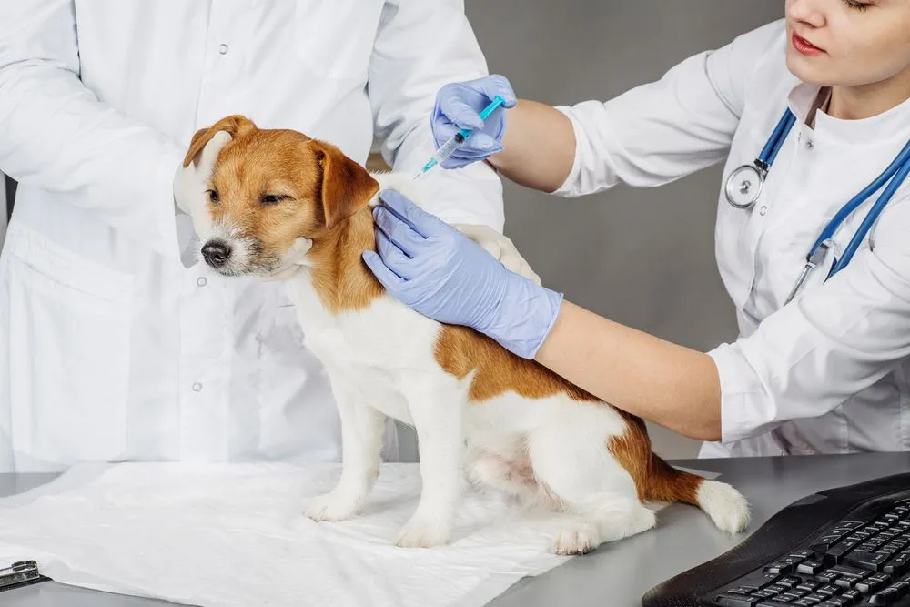 Dog Getting A Vaccination