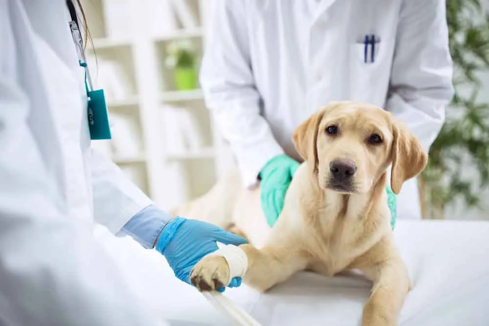 Dog Getting Microchipped