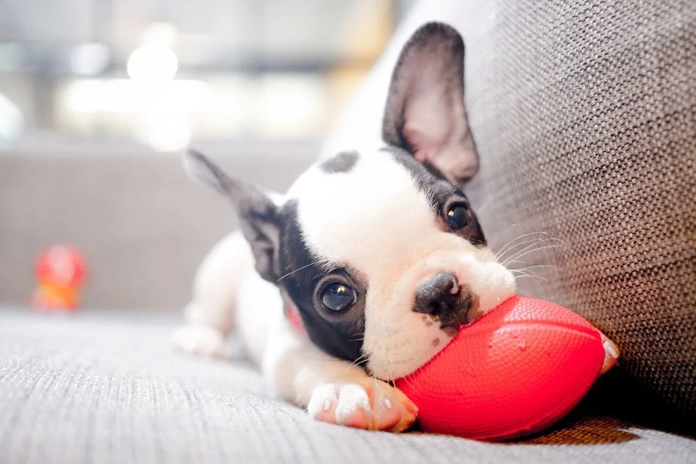 a dog chewing on a chew toy