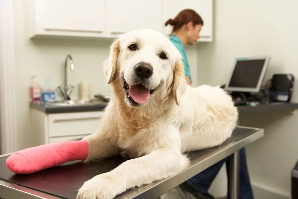 dog with pink cast after emergency care from a Miami veterinarian