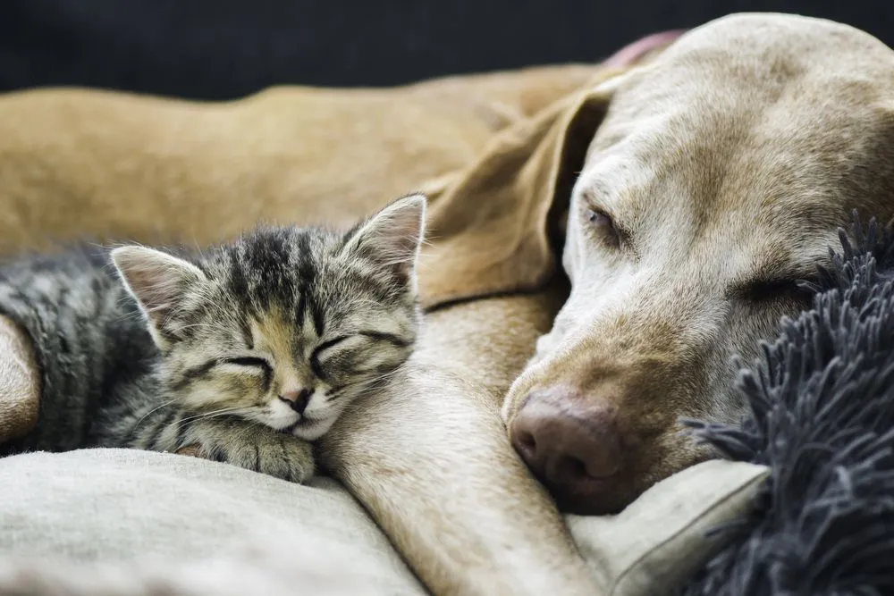 old dog and young cat sleeping