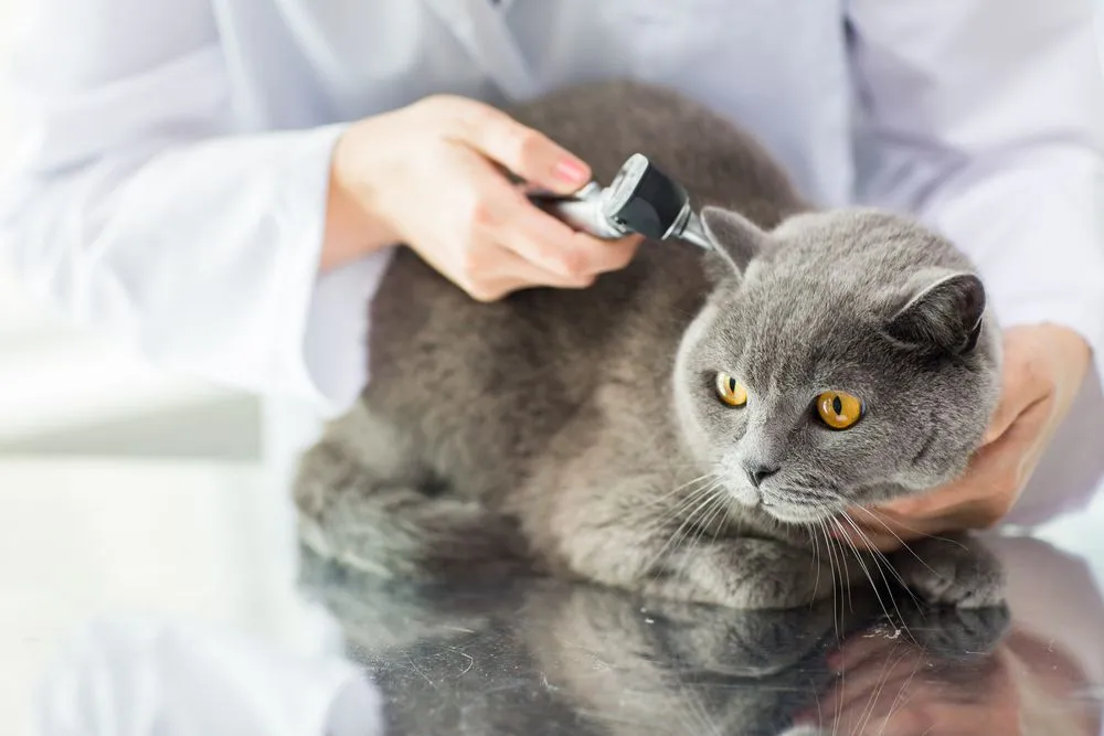 cat being examined by vet before receiving his vaccine