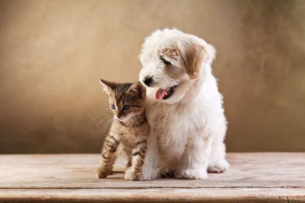 Dog and a cat