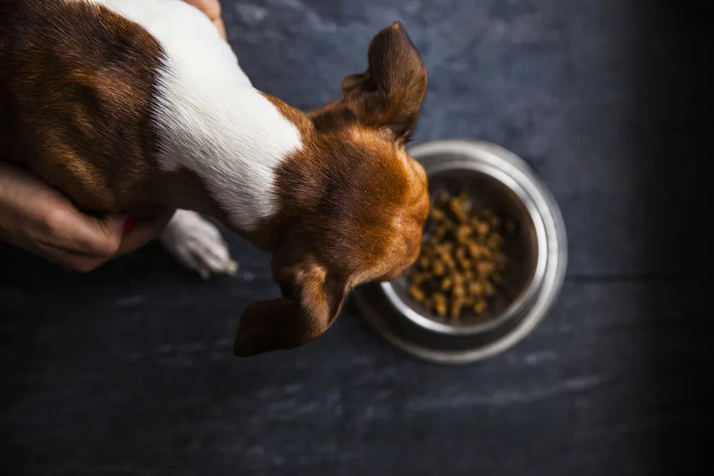 dog eating food from bowl