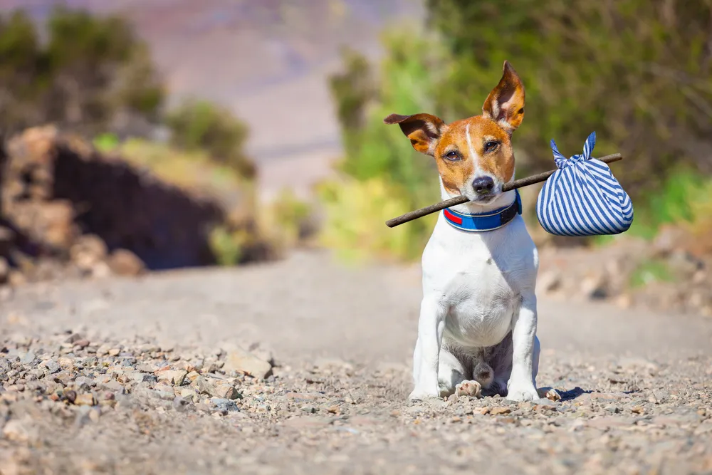 Dog with a knapsack running away from home.