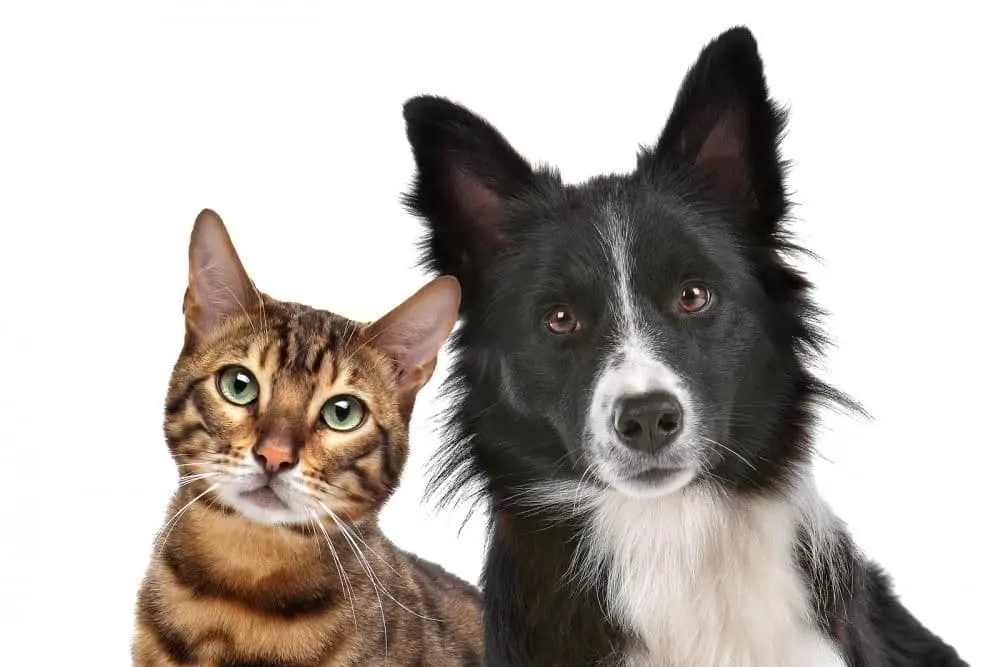 Are you looking for a veterinarian in Bloomington, IL? At Fairway Knolls Veterinary Hospital, we treat every pet like part of the family. Call us today!