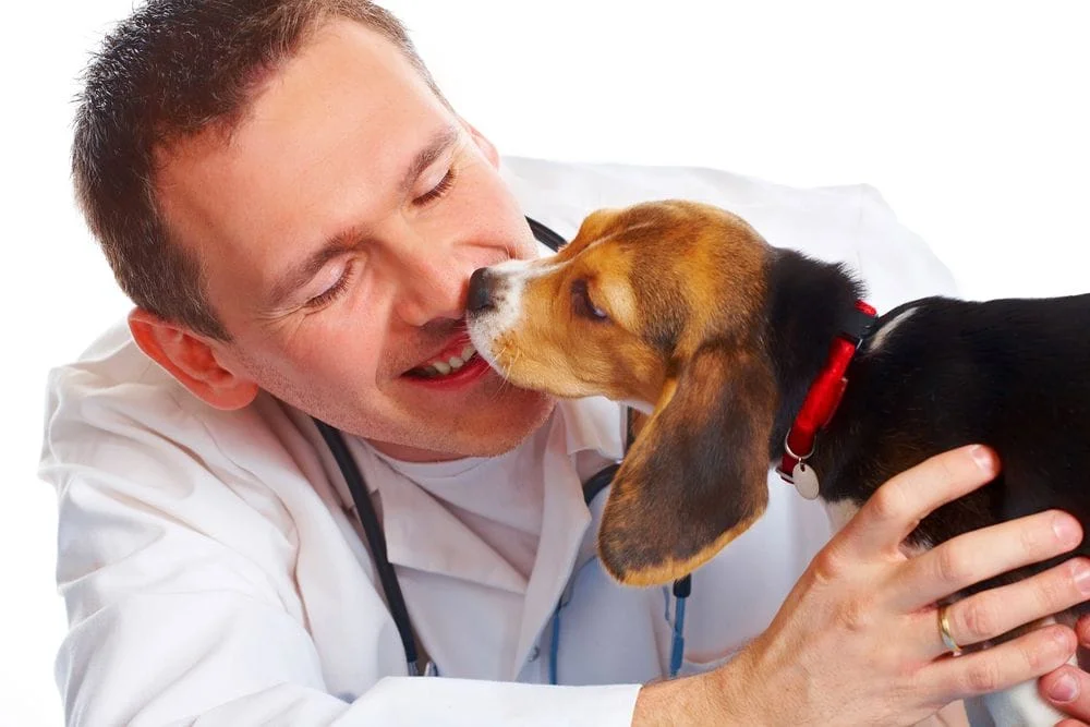 small puppy licking its veterinarian